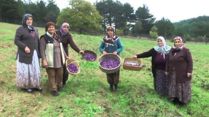 Safran Hasat Şenliği