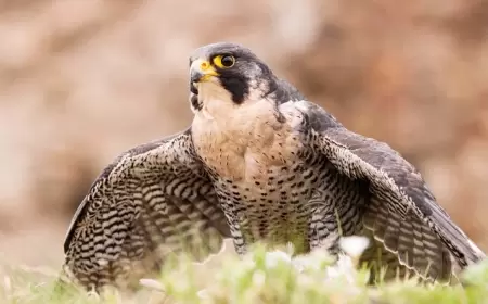 Karabük 'te Bitkin Halde Bulunan Atmaca Doğaya Salındı