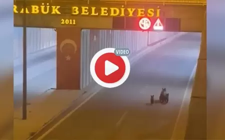 Karabük 'te Ayılar Şehir Merkezinde