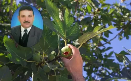 İncir Ağacından Düşen Dernek Başkanı Yaralandı