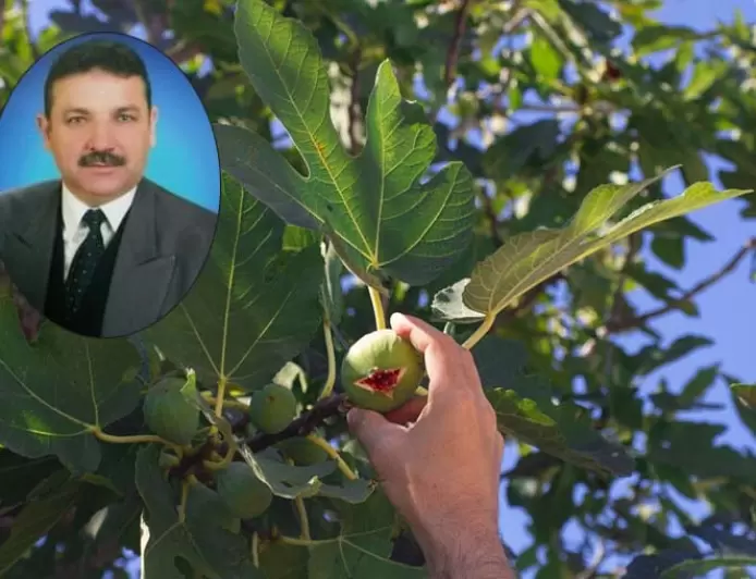 İncir Ağacından Düşen Dernek Başkanı Yaralandı