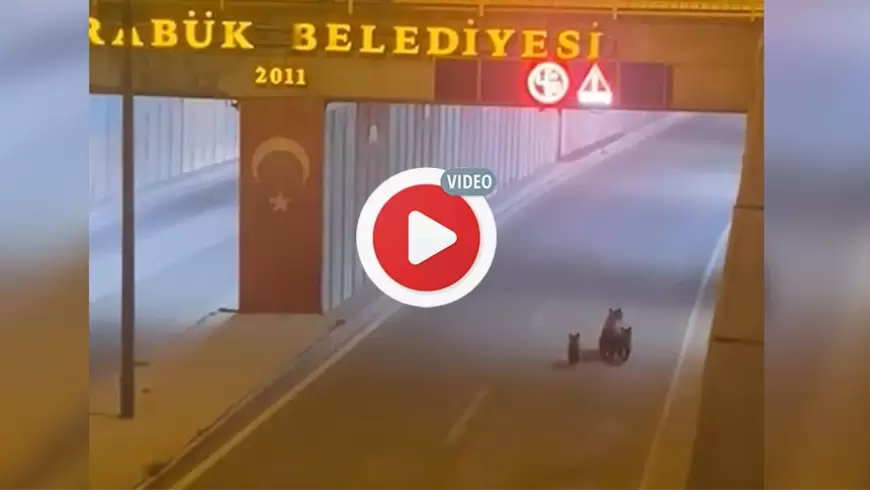 Karabük 'te Ayılar Şehir Merkezinde