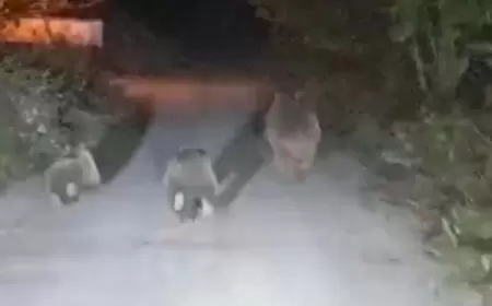 Karabük’te Ayı Ailesi Şaşırtmaya Devam Ediyor