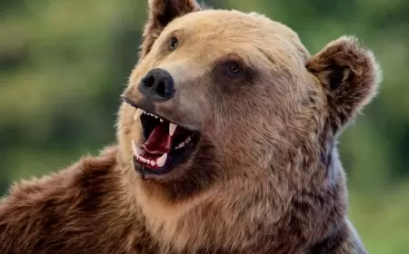 Yenice'de Ayı Saldırısı: İki Kişi Ağır Yaralı