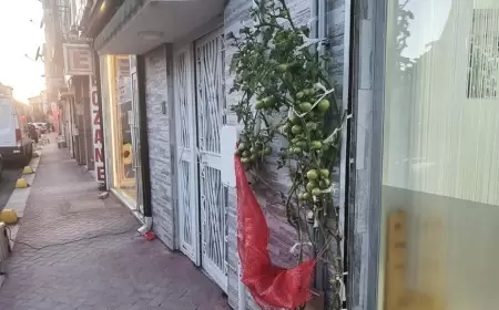 Kaldırım Köşesinde Onlarca Domates Yetişen Fide