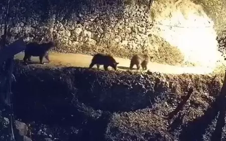 Karabük’te Aç Kalan Ayılar ve Kurtlar Köye İndi