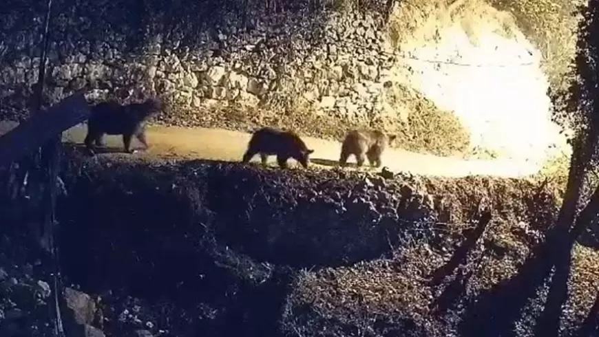 Karabük’te Aç Kalan Ayılar ve Kurtlar Köye İndi