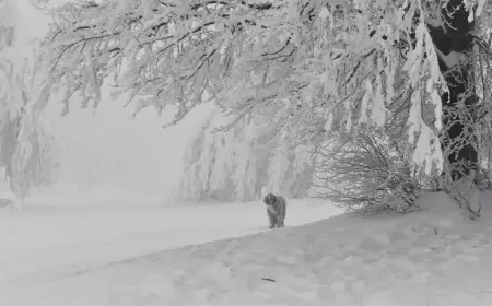 Karabük'ün İki İlçesinde Kar Yağışı Nedeniyle Eğitime Ara Verildi