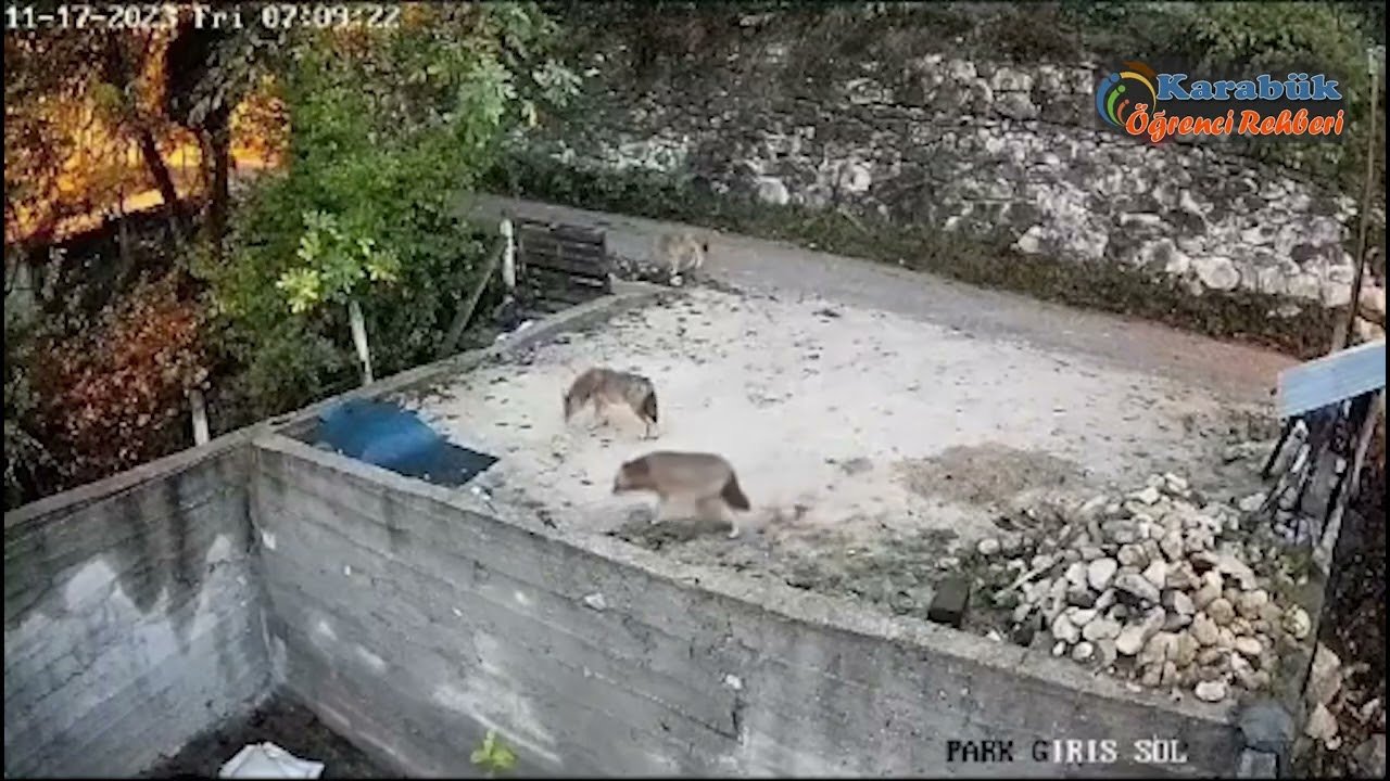 Karabük’te Aç Kalan Ayılar ve Kurtlar Köye İndi